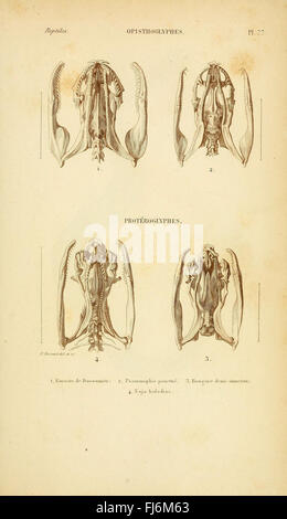 ErpC3A9tologie gC3A9nC3A9rale, ou, Histoire naturelle complC3A8te des reptiles Banque D'Images