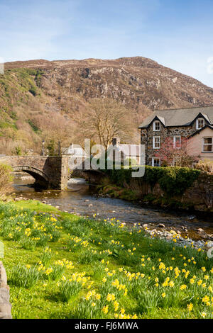 Au printemps de Beddgelert jonquilles par la rivière avec le pont en arrière-plan du Parc National de Snowdonia Gwynedd North Wales UK Banque D'Images