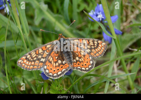 Papillon fritillaire de marais (Euphydryas aurina) à Cotley Hill dans le Wiltshire, Angleterre, Royaume-Uni Banque D'Images