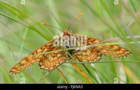 Papillon fritillaire de marais (Euphydryas aurina) à Cotley Hill dans le Wiltshire, Angleterre, Royaume-Uni Banque D'Images