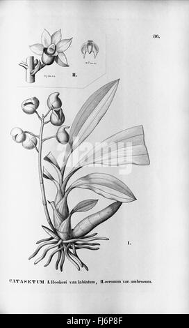 Flora brasiliensis, enumeratio plantarum à Brasilia hactenus detectarum (tab. 86) Banque D'Images