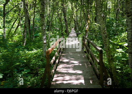 Pont de bois à travers le marais d'une forêt Banque D'Images