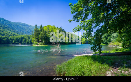 Dans le lac Biogradsko, parc national du Monténégro Banque D'Images
