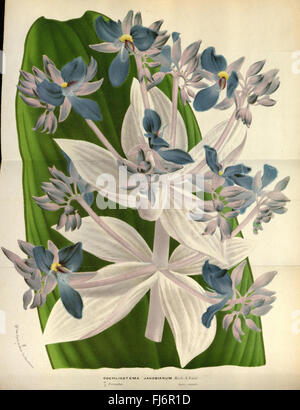 Flore des serres et des jardins de l'Europe, Missouri Botanical Garden, Peter H. Raven Library Banque D'Images