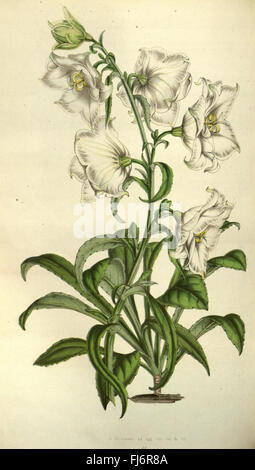Flore des serres et des jardins de l'Europe (PL. 699) Banque D'Images