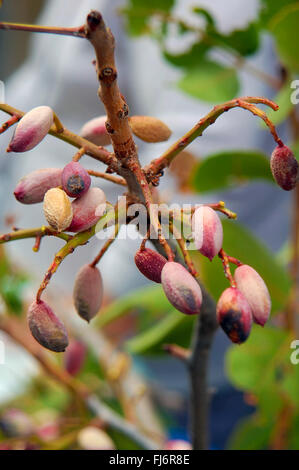 Italie Sicile Fruits pistache de Bronte Banque D'Images