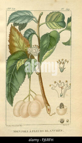 Flore médicale des Antilles, ou, Traité des plantes usuelles, Botany Botany, Medical Medicinal plants Missouri Botanical Garden, Peter H. Raven Library West Indies Banque D'Images