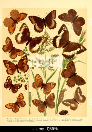 Fr. La berge Schmetterlingsbuch gegenwC nach dem3A4rtigen Stande der neu bearb. Lepidopterologie und hrsg. von Professor Dr. H. Rebel (planche 11) Banque D'Images