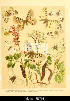 Fr. La berge Schmetterlingsbuch gegenwC nach dem3A4rtigen Stande der neu bearb. Lepidopterologie und hrsg. von Professor Dr. H. Rebel (planche 2) Banque D'Images