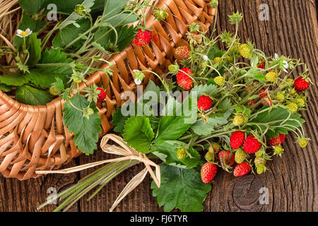 Panier de fraises sauvages Banque D'Images