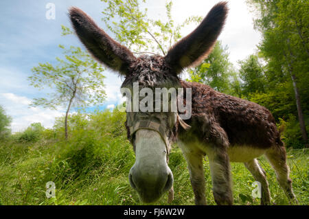 Âne Gros plan sur le museau Banque D'Images