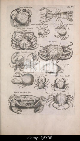 Historiae naturalis de quadrupedibus libri, oiseaux premiers travaux jusqu'en 1800 travaux pré-linnéens Smithsonian institution bibliothèques serpents zoologie animaux insectes Banque D'Images