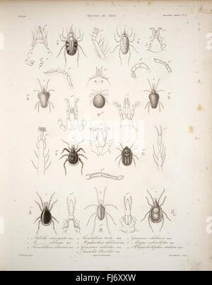 Historia Fisica y Politica de Chile - Un récit historique du Chili, basé sur des documents acquis au cours de douze années de résidence, publié sous les auspices du gouvernement. Banque D'Images