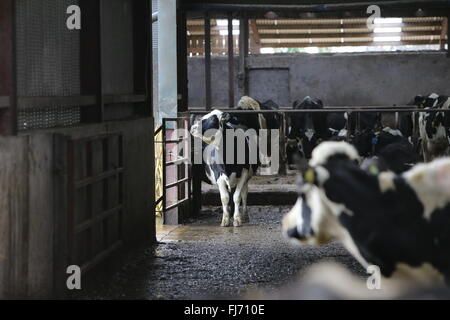 Les bovins laitiers (également appelé les vaches laitières ou les vaches laitières Vaches bovins) sont élevés pour la capacité de produire de grandes quantités de lait, bof Banque D'Images