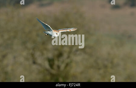 Owl-Tyto grange alba la chasse. L'hiver. Uk Banque D'Images
