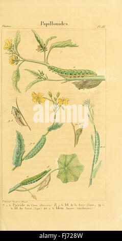 Iconographie et histoire naturelle des chenilles pour servir de complément à l'histoire naturelle des lépidoptères ou papillons de France, de MM. Godart et Duponchel (PL. III) : une illustration des chenilles de l'iconographie et de l'histoire naturelle des chenilles, complétant le travail sur les papillons français Banque D'Images