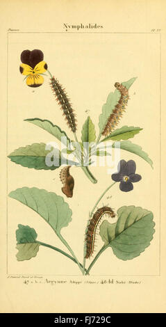 Iconographie et histoire naturelle des chenilles Banque D'Images