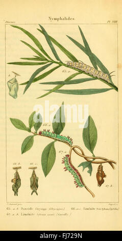 Une illustration tirée de l'iconographie et histoire naturelle des chenilles, centrée sur le cycle vital et l'histoire naturelle des chenilles en France, en particulier des espèces de lépidoptères. Banque D'Images