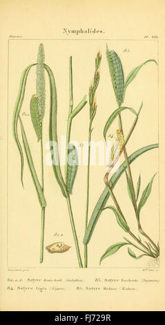 Iconographie et histoire naturelle des chenilles pour servir de complément à l'histoire naturelle des Lépidoptères ou papillons de France, de MM. Godart et Duponchel (PL. XXIX) Banque D'Images