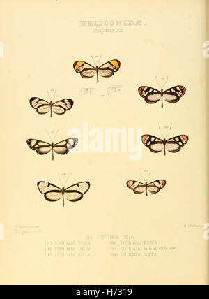 Des illustrations de nouvelles espèces de papillons exotiques (Heliconidae- Ithomia) Banque D'Images