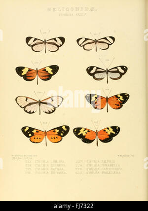 Des illustrations de nouvelles espèces de papillons exotiques (Heliconidae- Ithomia XXXIV) Banque D'Images
