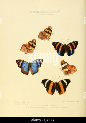 Des illustrations de nouvelles espèces de papillons exotiques (Nymphalidae- Epiphil) Banque D'Images