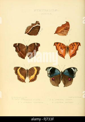 Des illustrations de nouvelles espèces de papillons exotiques (Nymphalidae- Junonia) Banque D'Images