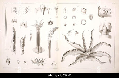 'I Cefalopodi Viventi nel Golfo di Napoli' est une étude systématique des céphalopodes dans le golfe de Naples, couvrant les calmars, les pieuvres et les seiches. Banque D'Images