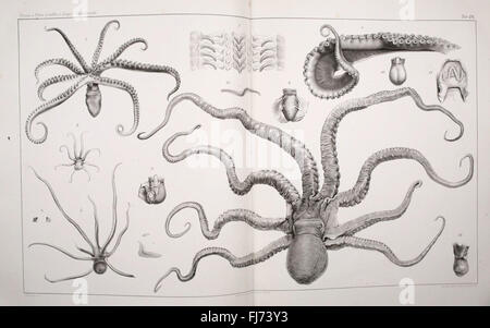 I Cefalopodi Viventi nel Golfo di Napoli est une étude systématique des céphalopodes dans le golfe de Naples, couvrant les calmars, les pieuvres et les seiches. Banque D'Images