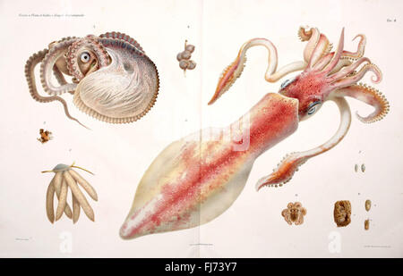 'I Cefalopodi Viventi nel Golfo di Napoli' est une étude systématique des céphalopodes dans le golfe de Naples, couvrant les calmars, les pieuvres et les seiches. Banque D'Images