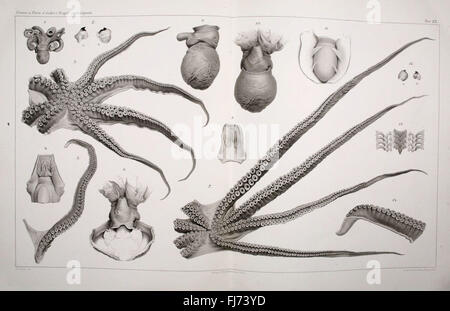 I Cefalopodi Viventi nel Golfo di Napoli (Sistematica) Banque D'Images