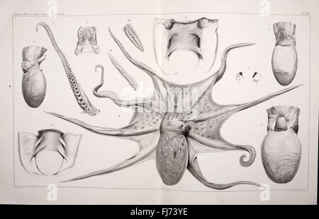 Je Cefalopodi viventi nel Golfo di Napoli (sistematica) Banque D'Images