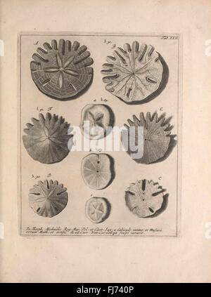 Jacobi Theodori Klein, secret. reip. gedan. Et Societ. Régl. Lond. SOD. Naturalis Dispositio Echinodermatum (onglet XXII) Banque D'Images