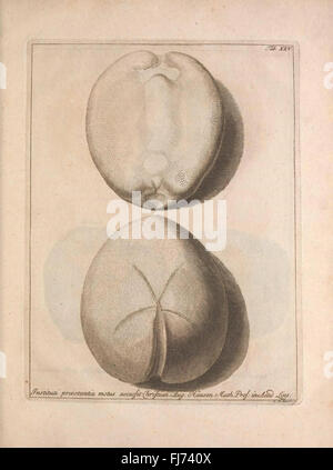 Jacobi Theodori Klein, secret. reip. gedan. et societé. Reg. Lond. Sod. Echinodermatum dispositio Naturalis (tab. XXV) Banque D'Images