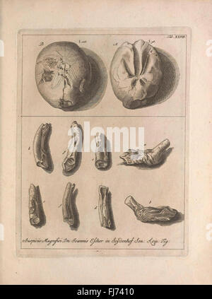 Jacobi Theodori Klein, secret. reip. gedan. Et Societ. Régl. Lond. SOD. Naturalis dispositio Echinodermatum (onglet XXVII), Early Works to 1800, Echinodermata, Smithsonian Libraries Banque D'Images