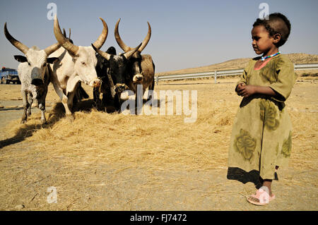 Fille avec le bétail teff battage dans la région du Tigré, en Ethiopie Banque D'Images