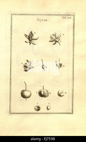 Josephi Pitton Tournefort ... Institutiones Rei herbariæ (Tab. 369), Botany, Missouri Botanical Garden, Peter H. Raven Library, Pre-Linnean Works Banque D'Images
