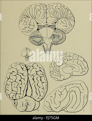 Journal officiel de l'Academy of Natural Sciences of Philadelphia (1894) Banque D'Images