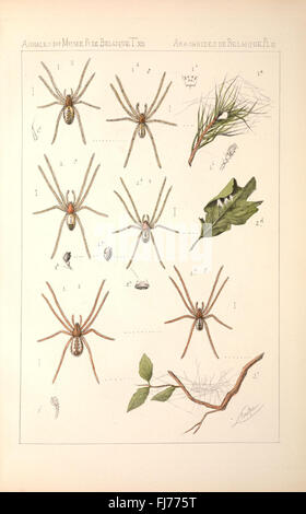 Prophila – Tanzanie 1798-1804 – Arachnides 1994 – Édition Complète Oblitérée – Timbres Collection