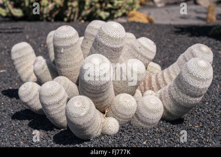 Cactus blanc sur la masse de sable volcanique Banque D'Images