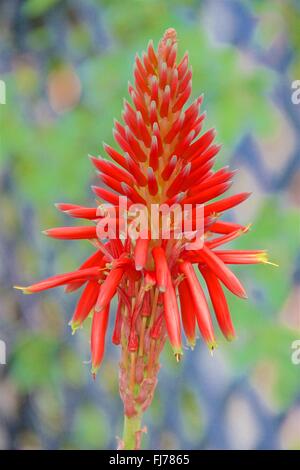 Red Hot Poker - Kniphofia Uvaria Banque D'Images