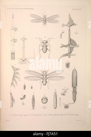 Naturwissenschaftliche Reise nach Mossambique, auf Befehl senneur MajestC3A4t des KC3B6nigs Friedrich Wilhelm IV, in den Jahren 1842 bis 1848 ausgefC3BChrt, von Wilhelm C. H. Peters. Zoologie Banque D'Images