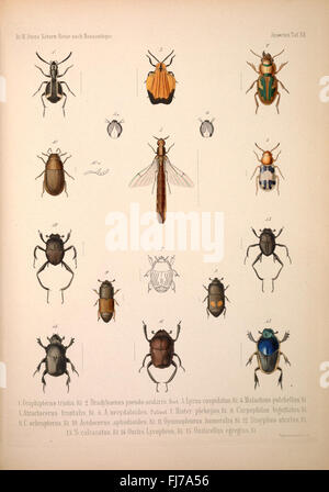 Naturwissenschaftliche Reise nach Mossambique, auf Befehl senneur MajestC3A4t des KC3B6nigs Friedrich Wilhelm IV, in den Jahren 1842 bis 1848 ausgefC3BChrt, von Wilhelm C. H. Peters. Zoologie Banque D'Images