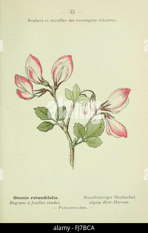 Nouvelle flore coloriée de poche des Alpes et des Pyrénées Banque D'Images