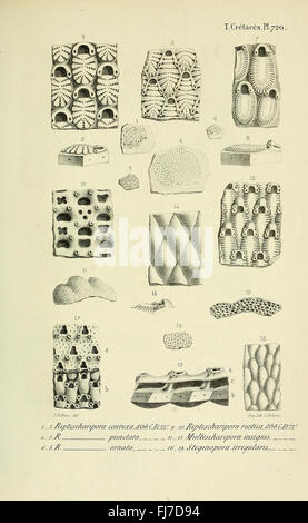 Un travail complet sur la paléontologie française, avec un accent sur les mollusques fossiles du Crétacé, avec des illustrations et des descriptions scientifiques. Banque D'Images