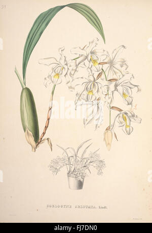 Illustration botanique d'une espèce d'orchidée du jardin botanique du Missouri Banque D'Images