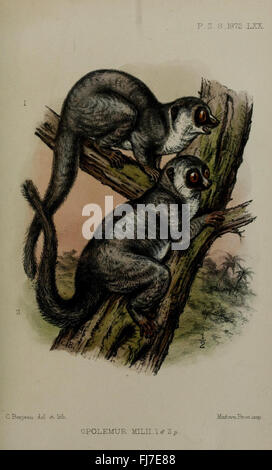 Actes de la Société zoologique de Londres Banque D'Images