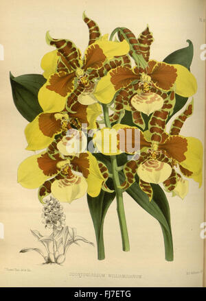 R. Warner & B.S. Williams - The Orchid album - volume 04 - assiette Banque D'Images