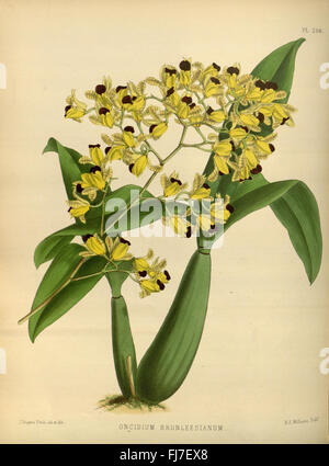 Une plaque colorée de 'The Orchid album', volume 5, mettant en vedette diverses espèces d'orchidées de la famille des Orchidaceae Banque D'Images