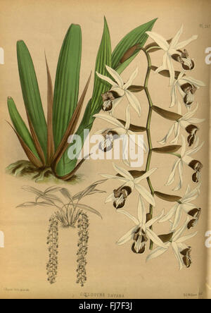 R. Warner & B.S. Williams - The Orchid album - volume 06 - pla : un volume du célèbre travail botanique sur les orchidées, se concentrant sur l'illustration des espèces d'orchidées. Banque D'Images